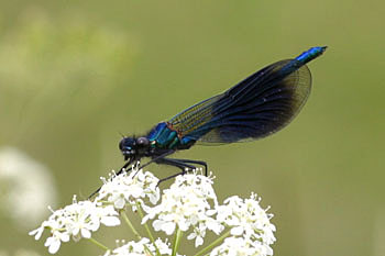 Banded Demoiselle